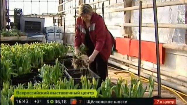 Тюльпановый рай смотреть онлайн