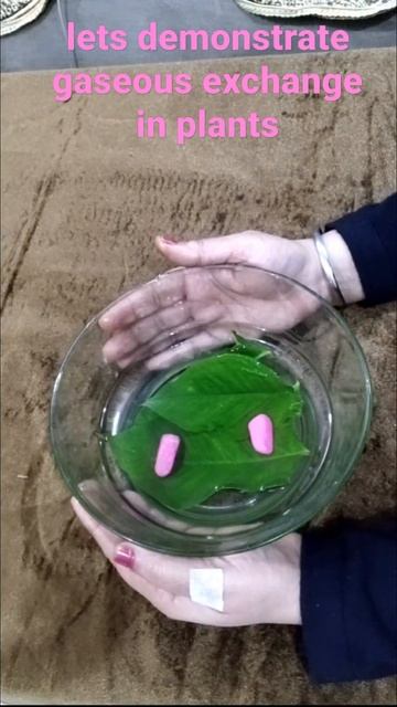 EXPERIMENT TO SHOW PHOTOSYNTHESIS / GASEOUS EXCHANGE/ STOMATAL PORES смотреть онлайн