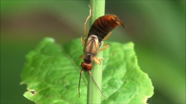 Obična uholaža - Forficula auricularia (Linnaeus, 1758) смотреть онлайн
