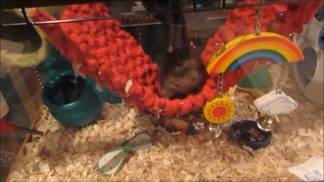 Meet Gus! Degu Cage Tour!