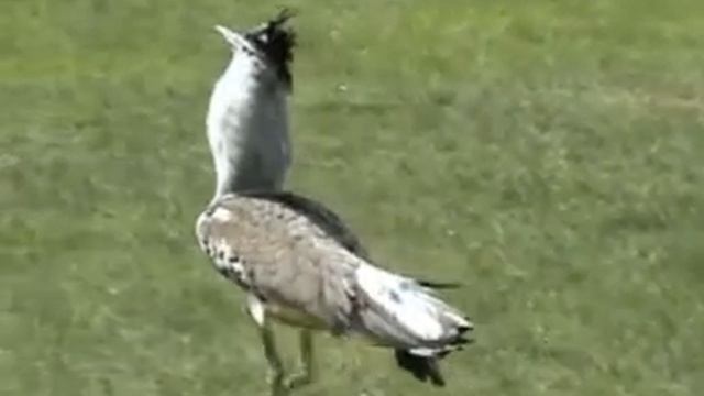 The great Bustard by Harry Geurts C 2010 смотреть онлайн