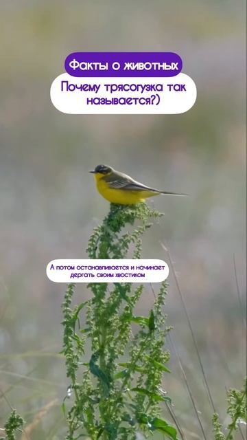 Почему трясогузка трясется 😁