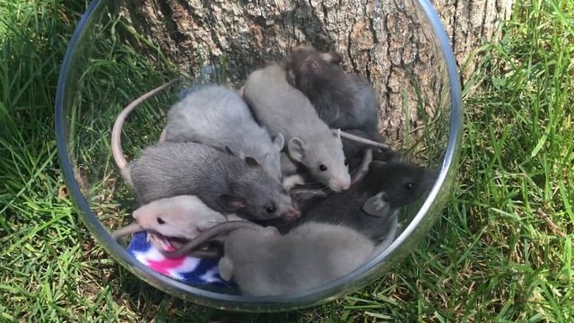 Aussie litter with Silvermane and Harley babies - White Wolf Rattery смотреть онлайн