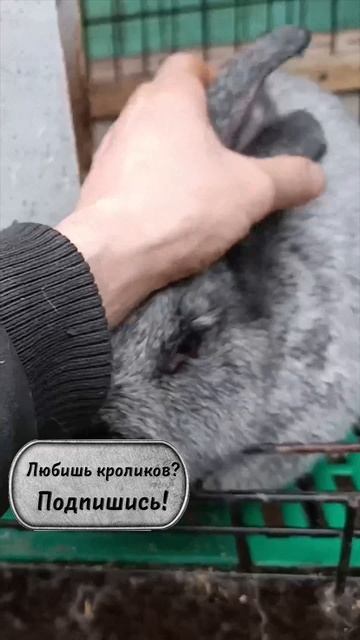 Самые опасные болячки кроликов смотреть онлайн