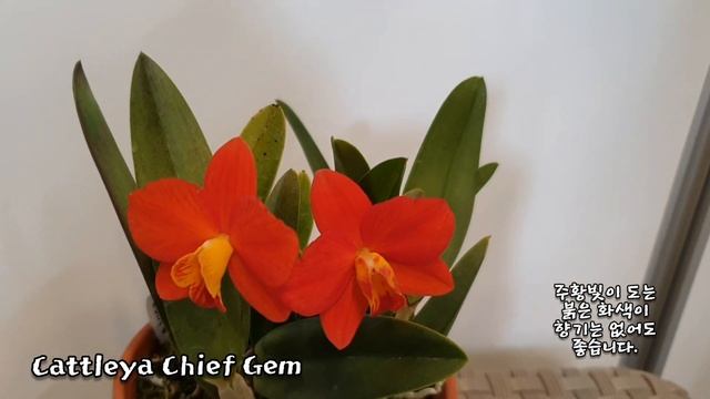 Cattleya Chief Gem (치프 젬) смотреть онлайн