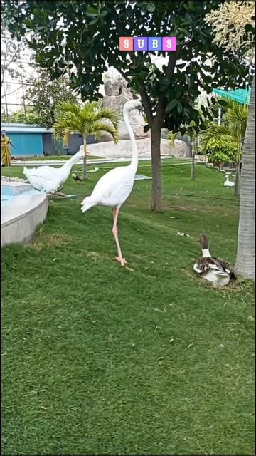 Flamingo # Tamil Raka.. смотреть онлайн