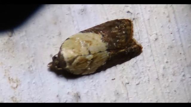 Acleris variegana, the garden rose Greece by Theo Fotiadis смотреть онлайн