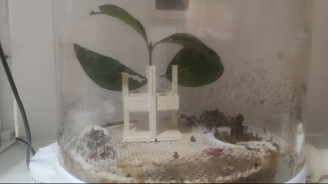 PJants atta mexicana смотреть онлайн