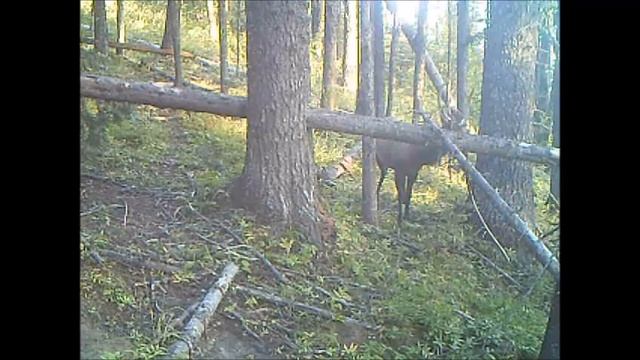 Trail Camera Clips 9/4/16 Big Bull Elk and Whitetail Bucks смотреть онлайн