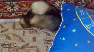 Хорьки дерутся / ferret games