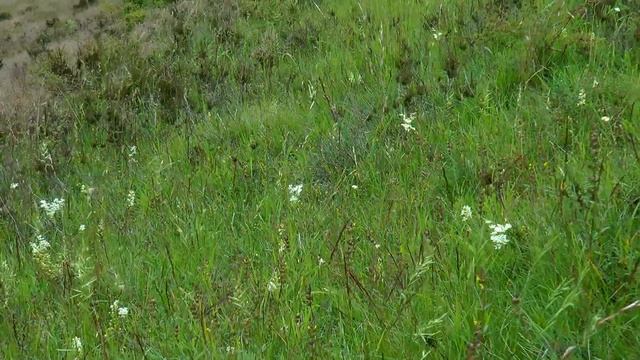 Kleines Wintergrün, Birnengrün, Weiße Waldhyazinthe