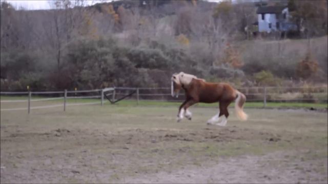 SOLD! RARE FLAXEN CHESTNUT ASHA SHIRE MARE DRESSAGE JUMPING STEEGE'S PINK FAIRY CHESTNUT OAK FARM смотреть онлайн