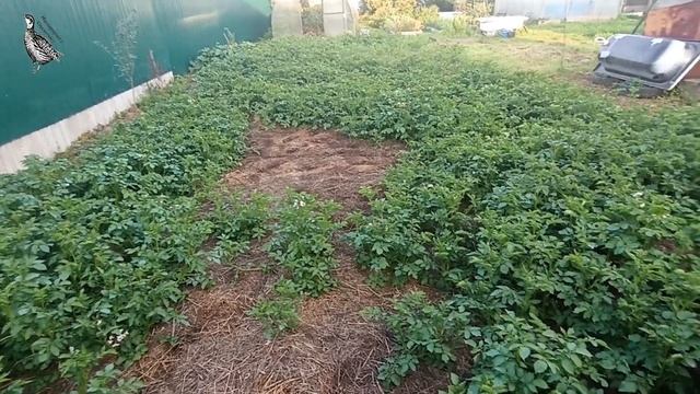 Картофель под сеном. По ленивому. смотреть онлайн