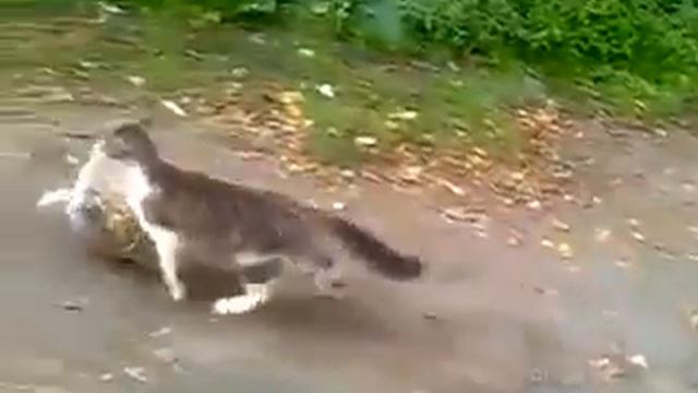 кот несет покупки домой смотреть онлайн