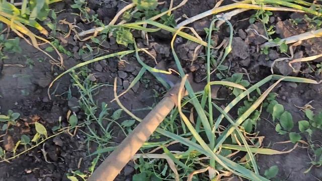 Копаю Часник. Часник вже сохне. Ранні сорти контролюйте площі вже час починати. месідор гермідор смотреть онлайн