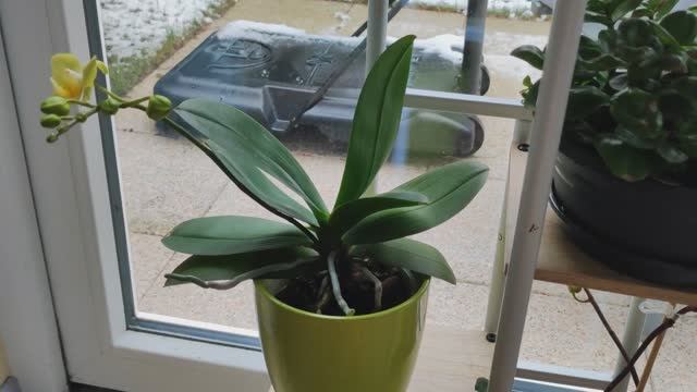 Когда орхидею пересаживать? Основные правила к пересадке.