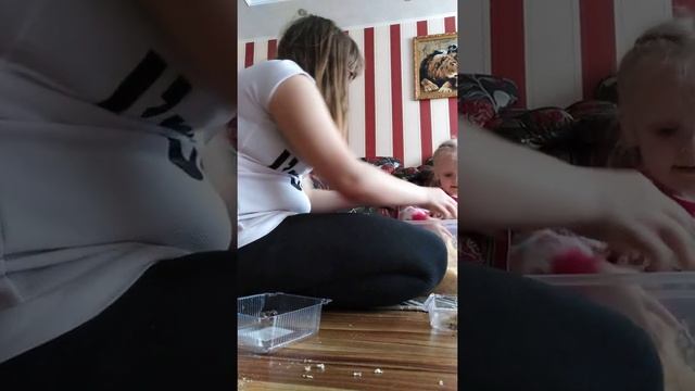 Реакция семьи на песчанок/знакомство с новыми членами семьи❤️ смотреть онлайн