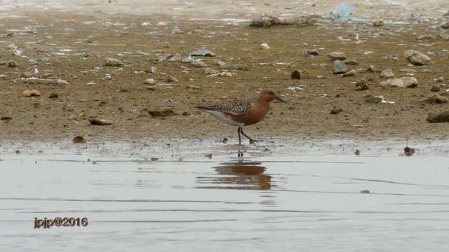 Calidris canutus - Red Knot - Kanoet смотреть онлайн