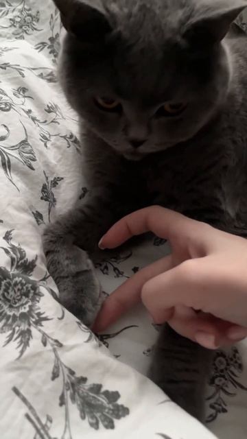 Когда хотела снять милое видео 🥺💕#смешныеживотные #котики смотреть онлайн