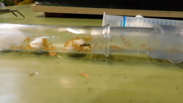 Lasius fuliginosus - Primo contatto con le future serve. First contact with future slaves смотреть онлайн
