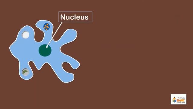 Observation of binary fission in Amoeba by using slides, photomicrographs and charts. смотреть онлайн