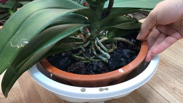 Put 1 Piece In The Root! The Weak Orchid Suddenly Shoots Buds And Blooms Continuously смотреть онлайн