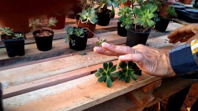 AEONIUM - Como cultivar essa linda suculenta смотреть онлайн