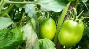 Томат сорт "Пурпурный Русский".