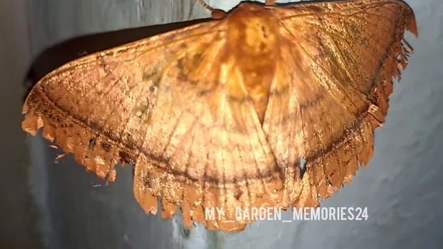 Eupterote undata | Moth смотреть онлайн