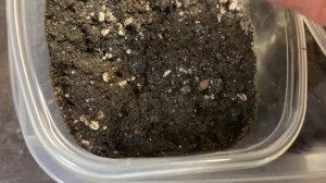 Посев семян мирабилиса на рассаду 24 марта 2024. #мирабилис #семенацветов #хантымансийск