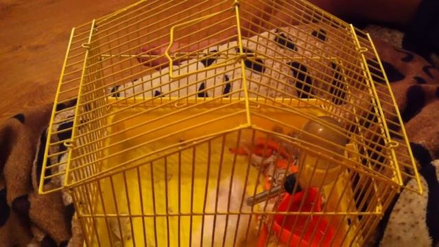 Хомяк, делающий сальто назад смотреть онлайн