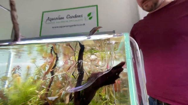 SUPER RARE AQUARIUM PLANTS!!! смотреть онлайн