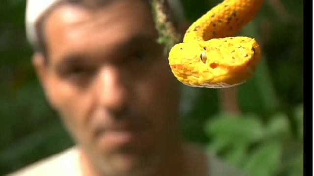 Frank de la jungla: vibora de pestañas смотреть онлайн