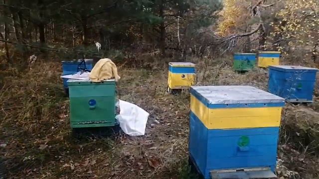 Приготовление и обработка пчел БИПИНОМ смотреть онлайн