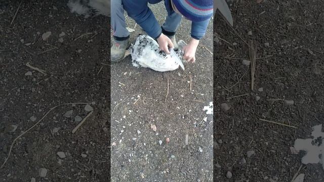 қораз сою смотреть онлайн