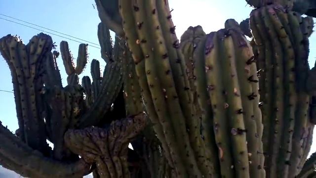 Myrtillocactus Geometrizans crestado 😱🌵 смотреть онлайн