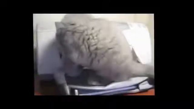 Смешные коты кошки и котята смотреть онлайн