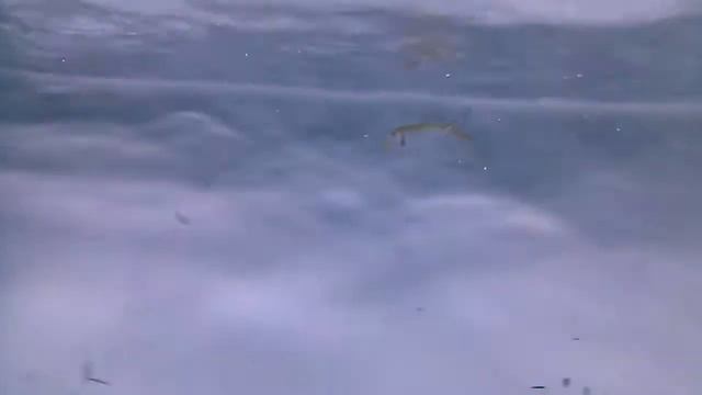 African Tiger Fish sp Hydrocynus Forskahlii смотреть онлайн