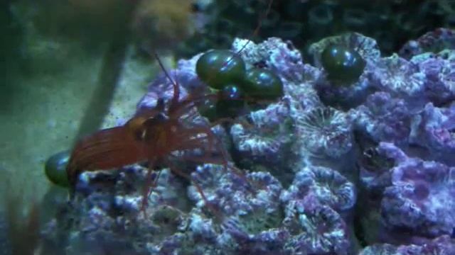 Lysmata Boggessi смотреть онлайн