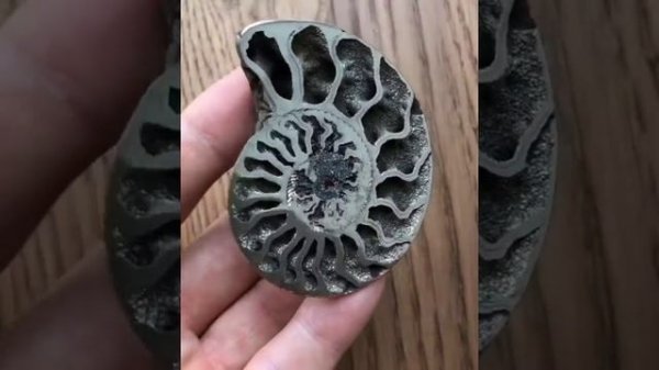 Срез пиритового аммонита. Аммонитовые Жеоды. Пиритовые аммониты | Pyrite Ammonite. Ammonite Geode