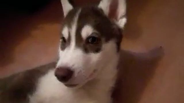 Хаски . Птеродактиль ) Пиксель смотреть онлайн