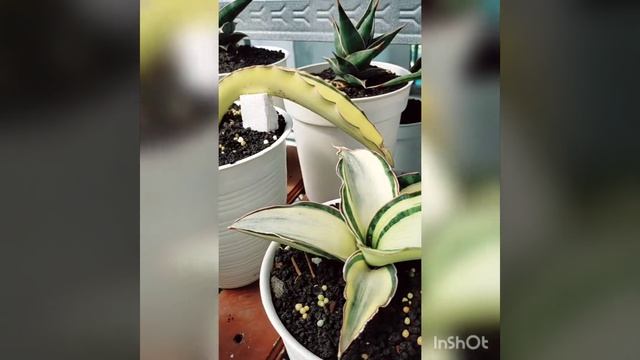 Sansevieria Vairigata  Jenis BHITALAE  Dragon King,Dragon Blue,Dragon Black & Dragon Jade