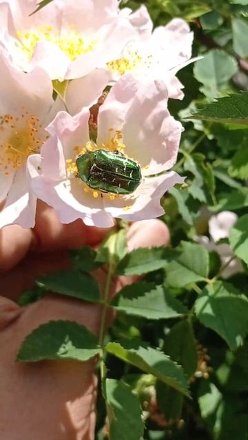 Cétoine dorée butinant une rose + affectionne les rosiers, d'où son autre nom "hanneton des rosiers смотреть онлайн