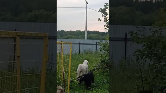 Аист и собаки смотреть онлайн