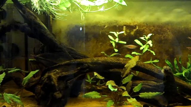 Rasbora espei tank смотреть онлайн