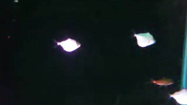 [山水水族]閃光銀板(5~6CM) смотреть онлайн