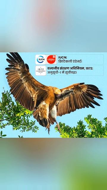 विलुप्त हो रही प्रजाति भारतीय गिद्ध#iucn#valtures#shortfeed смотреть онлайн