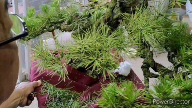 虫がついて弱った黒松盆栽　久しぶりの手入れ A bonsai of black pine eaten by insects. Care after a long time. смотреть онлайн