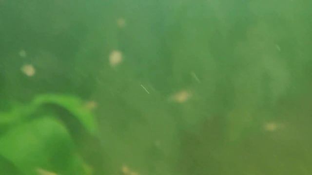 Мой аквариум. Гуппи