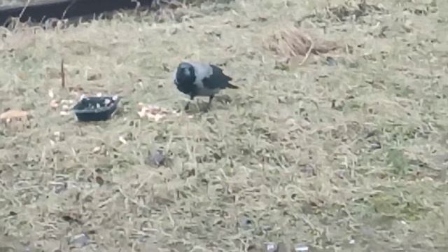 кормление ворон 10 смотреть онлайн